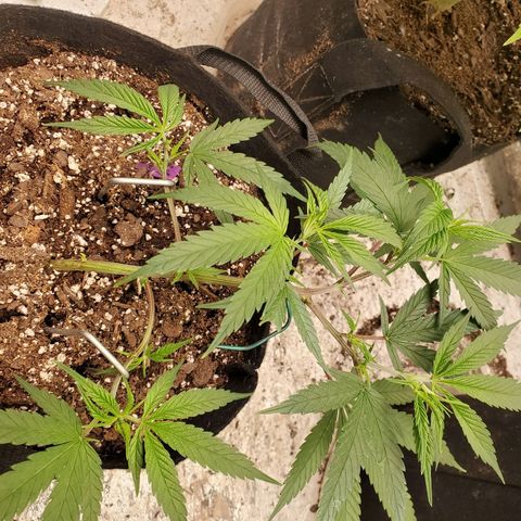 Scooby Snacks 1i 🐕 [4/15] growlog timeline photo