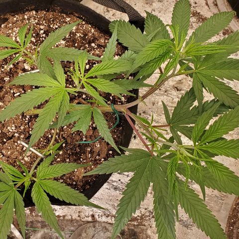 Scooby Snacks 1i 🐕 [4/15] growlog timeline photo