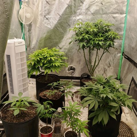 Dragon Mints 4💥 [4/29] growlog timeline photo