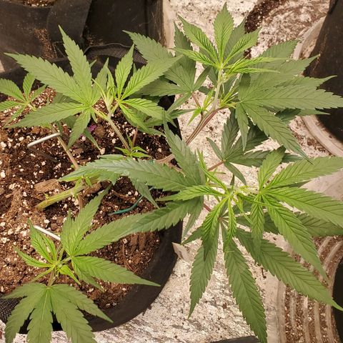 Scooby Snacks 1i 🐕 [4/15] growlog timeline photo