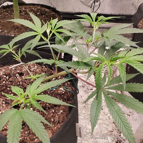 Scooby Snacks 1i 🐕 [4/15] growlog timeline photo
