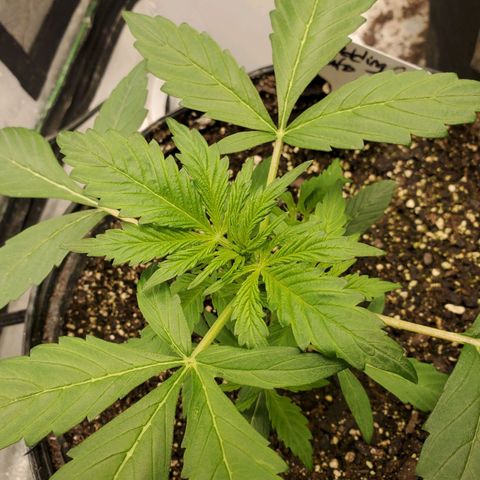 Wedding Cake Auto 1 [3/4] growlog timeline photo