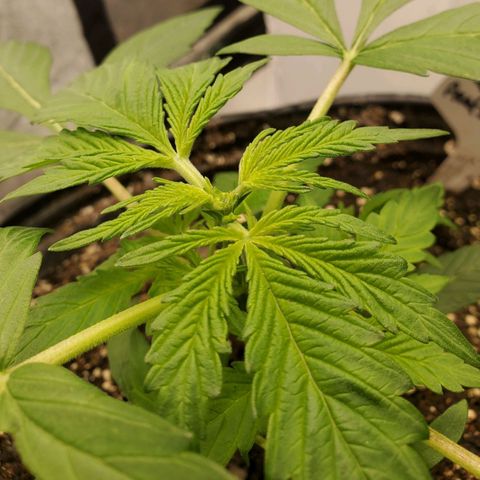 Wedding Cake Auto 1 [3/4] growlog timeline photo