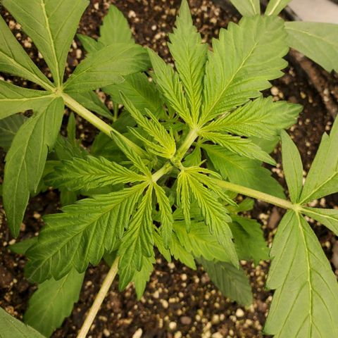 Wedding Cake Auto 1 [3/4] growlog timeline photo