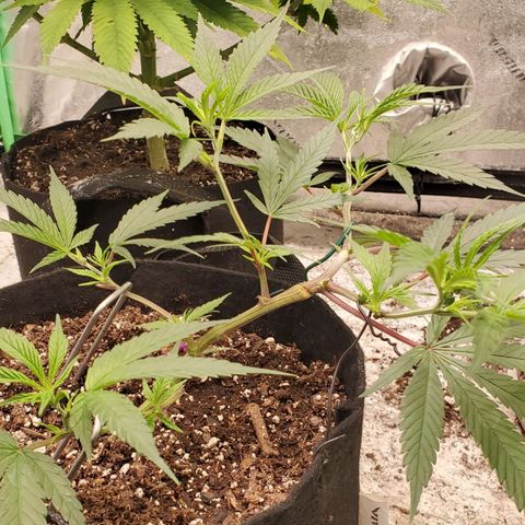 Scooby Snacks 1i 🐕 [4/15] growlog timeline photo