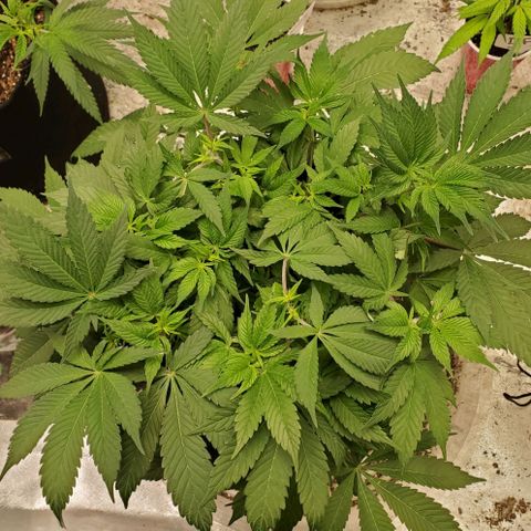 Dragon Mints 4💥 [4/29] growlog timeline photo