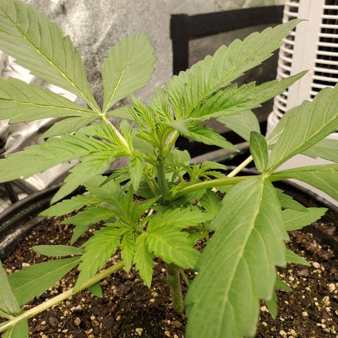 Wedding Cake Auto 1 [3/4] growlog timeline photo