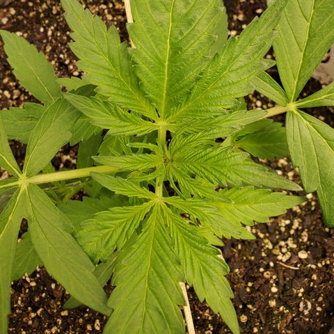 Wedding Cake Auto 1 [3/4] growlog timeline photo