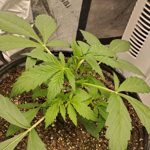 Wedding Cake Auto 1 [3/4] growlog timeline photo