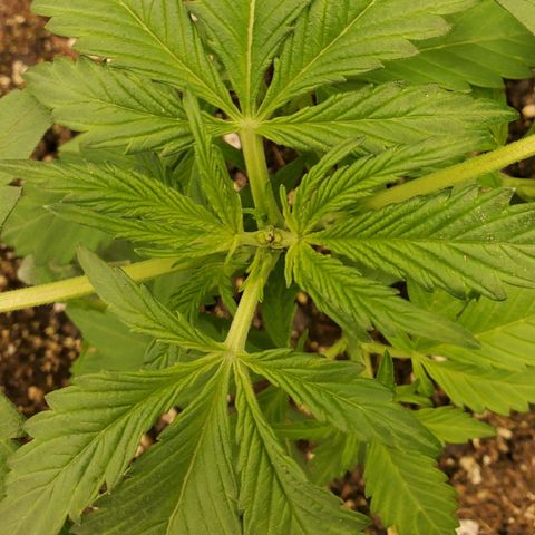 Wedding Cake Auto 1 [3/4] growlog timeline photo