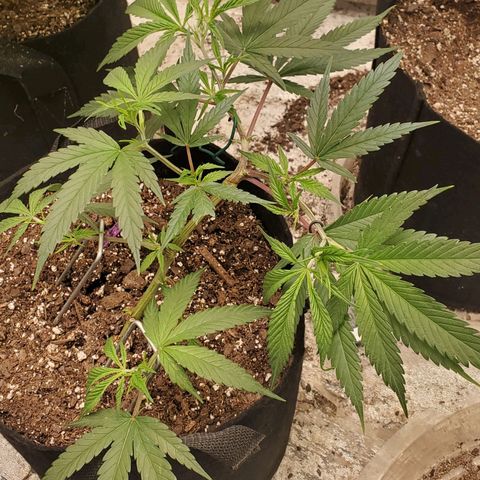 Scooby Snacks 1i 🐕 [4/15] growlog timeline photo