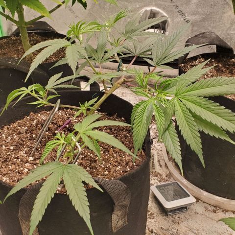 Scooby Snacks 1i 🐕 [4/15] growlog timeline photo