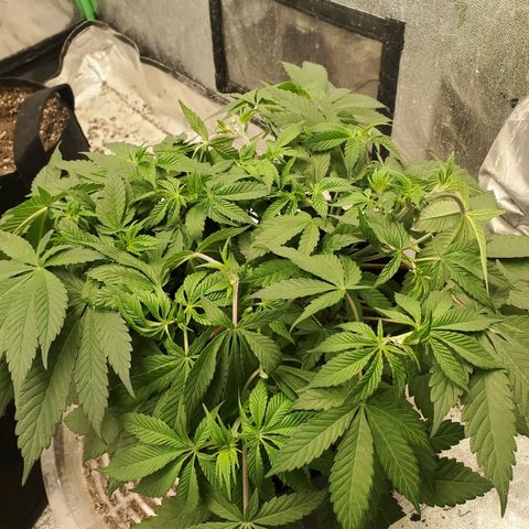 Dragon Mints 4💥 [4/29] growlog timeline photo