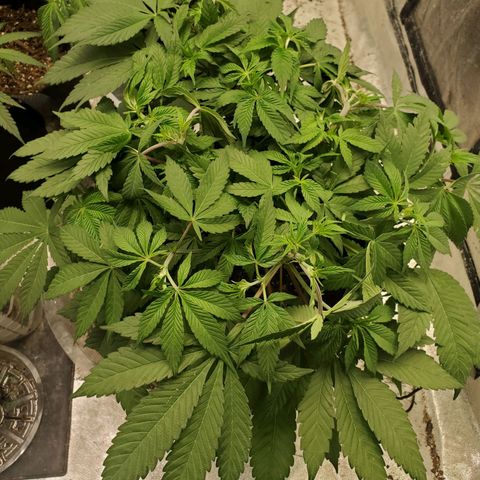 Dragon Mints 4💥 [4/29] growlog timeline photo