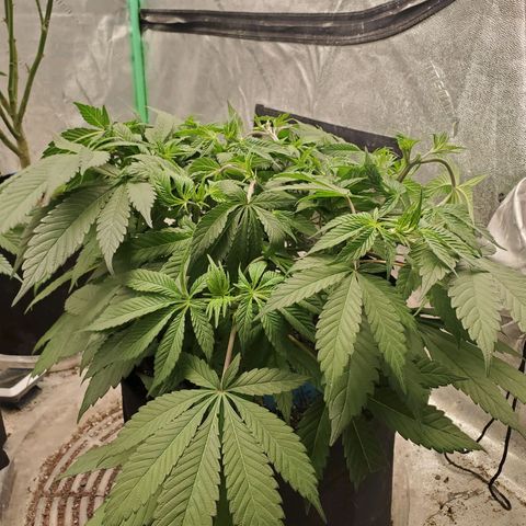 Dragon Mints 4💥 [4/29] growlog timeline photo