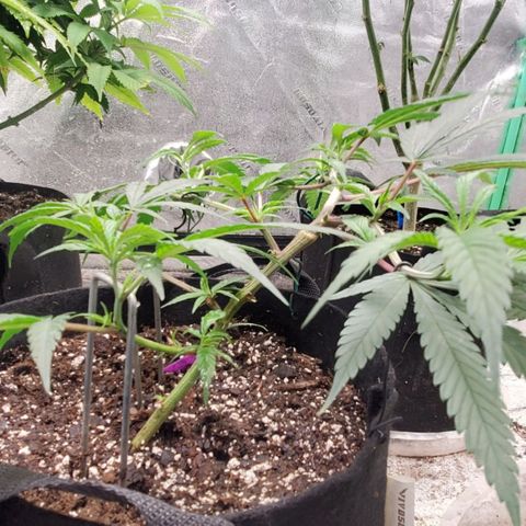 Scooby Snacks 1i 🐕 [4/15] growlog timeline photo