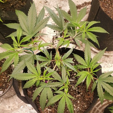 Scooby Snacks 1i 🐕 [4/15] growlog timeline photo