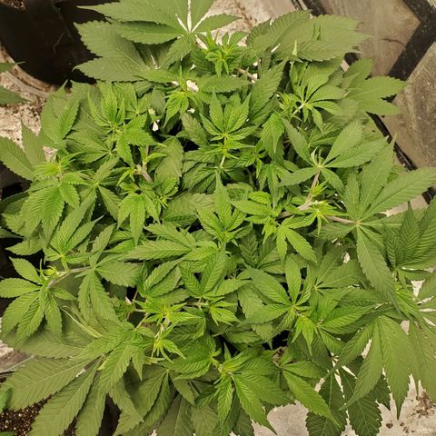 Dragon Mints 4💥 [4/29] growlog timeline photo