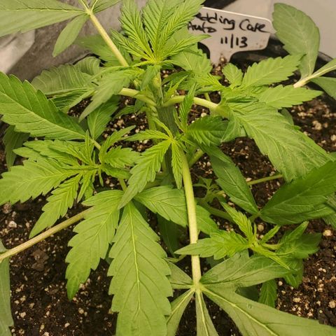 Wedding Cake Auto 1 [3/4] growlog timeline photo