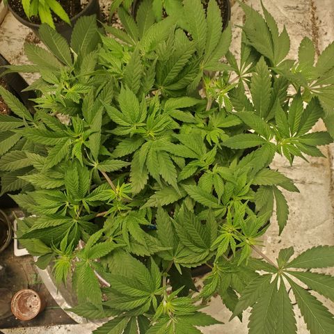 Dragon Mints 4💥 [4/29] growlog timeline photo