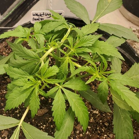 Wedding Cake Auto 1 [3/4] growlog timeline photo
