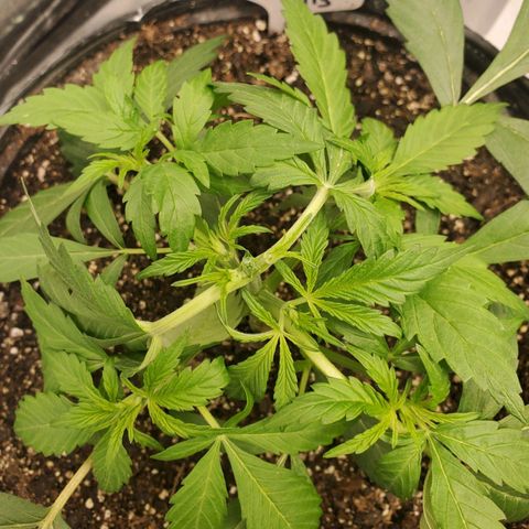Wedding Cake Auto 1 [3/4] growlog timeline photo