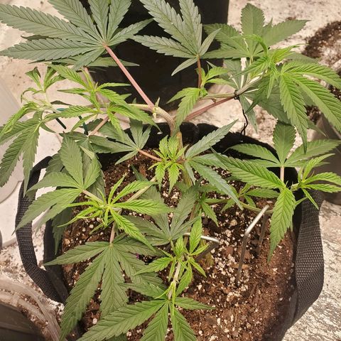 Scooby Snacks 1i 🐕 [4/15] growlog timeline photo