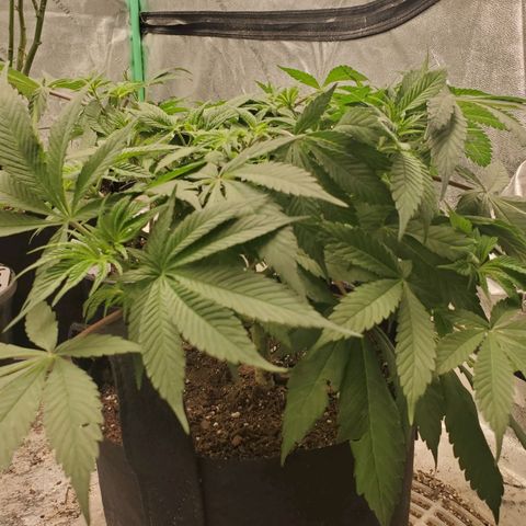 Dragon Mints 4💥 [4/29] growlog timeline photo