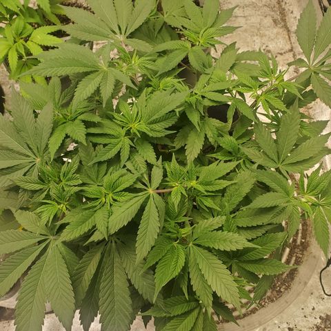 Dragon Mints 4💥 [4/29] growlog timeline photo