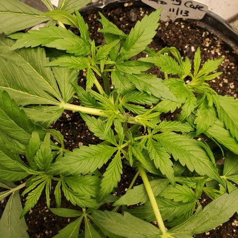 Wedding Cake Auto 1 [3/4] growlog timeline photo