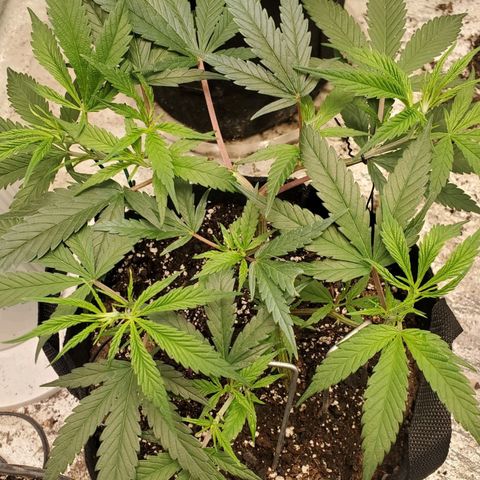 Scooby Snacks 1i 🐕 [4/15] growlog timeline photo