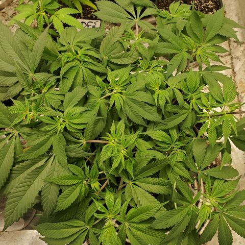 Dragon Mints 4💥 [4/29] growlog timeline photo