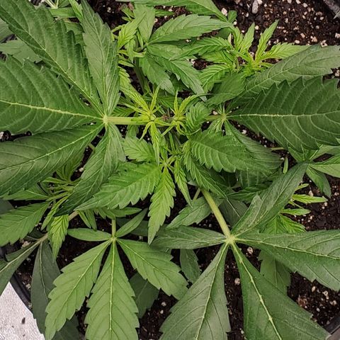Wedding Cake Auto 1 [3/4] growlog timeline photo