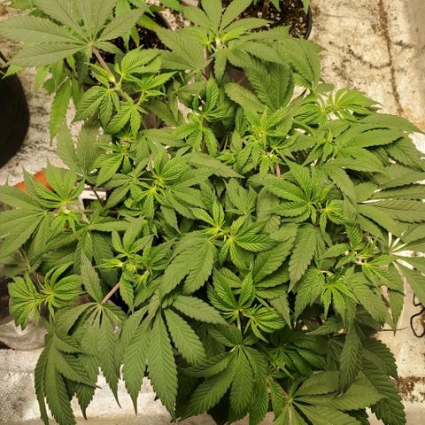 Dragon Mints 4💥 [4/29] growlog timeline photo