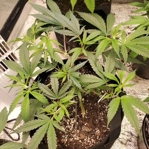 Scooby Snacks 1i 🐕 [4/15] growlog timeline photo