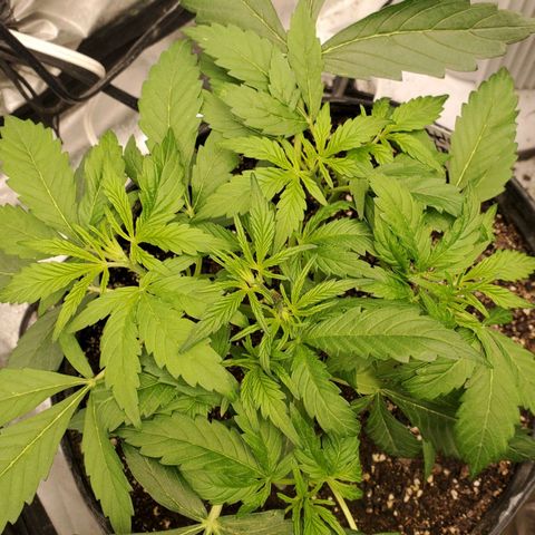 Wedding Cake Auto 1 [3/4] growlog timeline photo