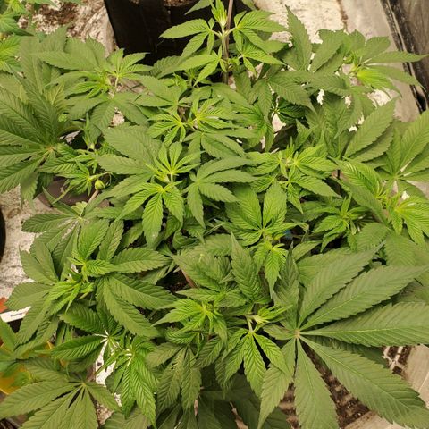 Dragon Mints 4💥 [4/29] growlog timeline photo