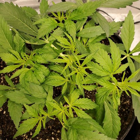 Wedding Cake Auto 1 [3/4] growlog timeline photo