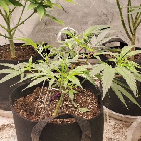 Scooby Snacks 1i 🐕 [4/15] growlog timeline photo