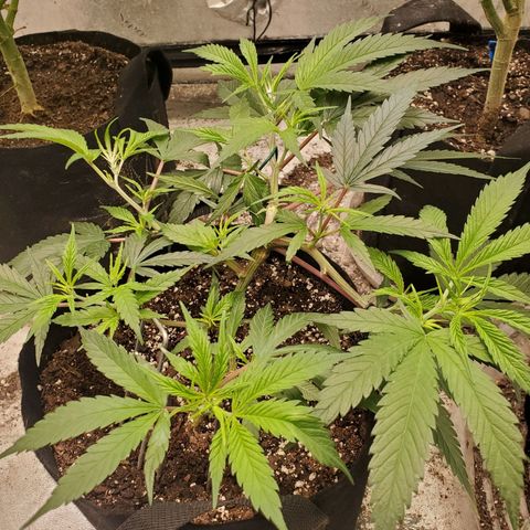 Scooby Snacks 1i 🐕 [4/15] growlog timeline photo