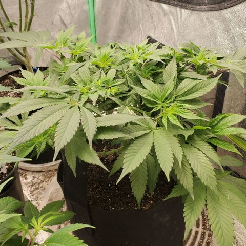 Dragon Mints 4💥 [4/29] growlog timeline photo