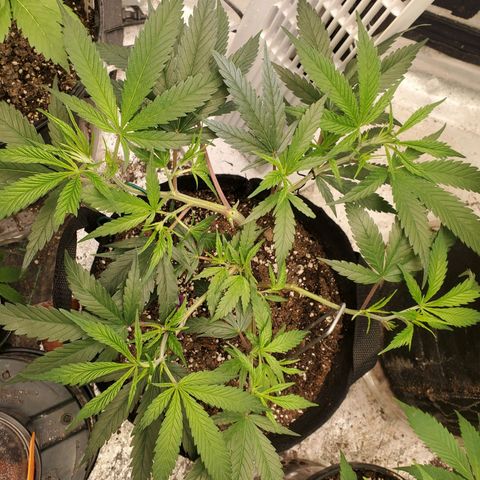Scooby Snacks 1i 🐕 [4/15] growlog timeline photo