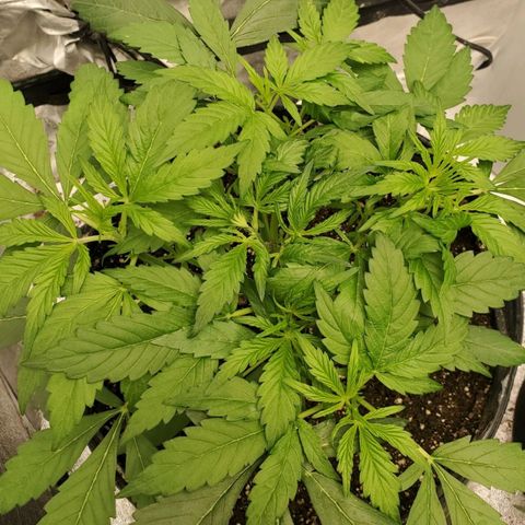 Wedding Cake Auto 1 [3/4] growlog timeline photo