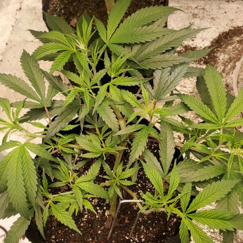 Scooby Snacks 1i 🐕 [4/15] growlog timeline photo