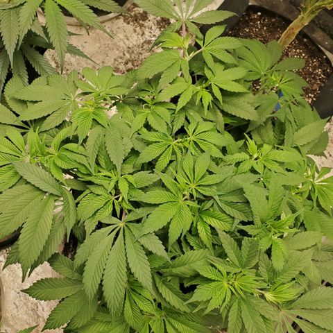 Dragon Mints 4💥 [4/29] growlog timeline photo