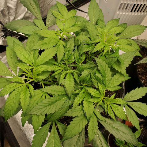 Wedding Cake Auto 1 [3/4] growlog timeline photo