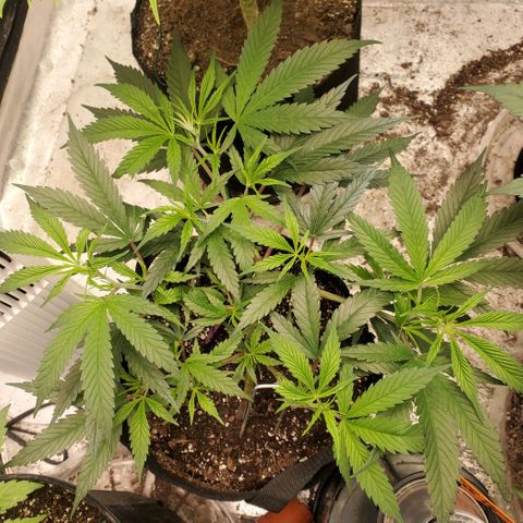 Scooby Snacks 1i 🐕 [4/15] growlog timeline photo