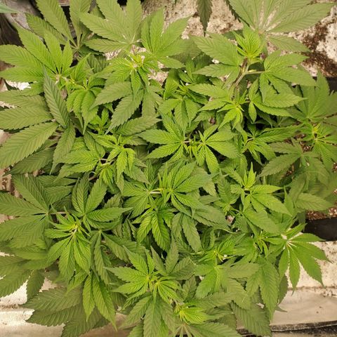 Dragon Mints 4💥 [4/29] growlog timeline photo