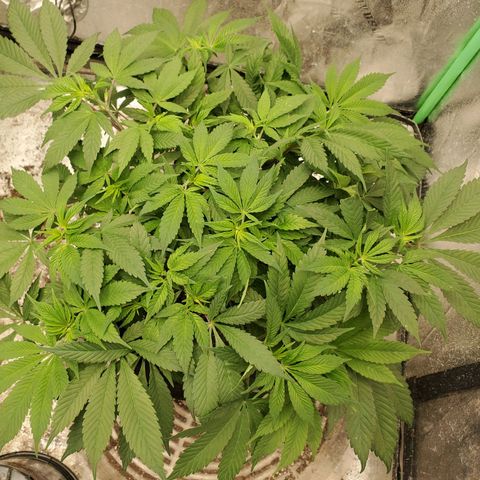 Dragon Mints 4💥 [4/29] growlog timeline photo