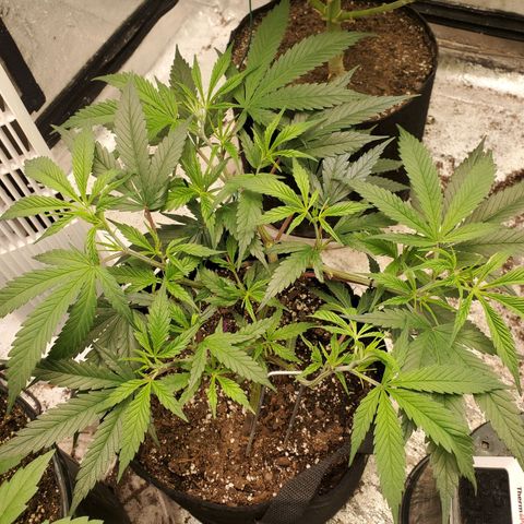 Scooby Snacks 1i 🐕 [4/15] growlog timeline photo